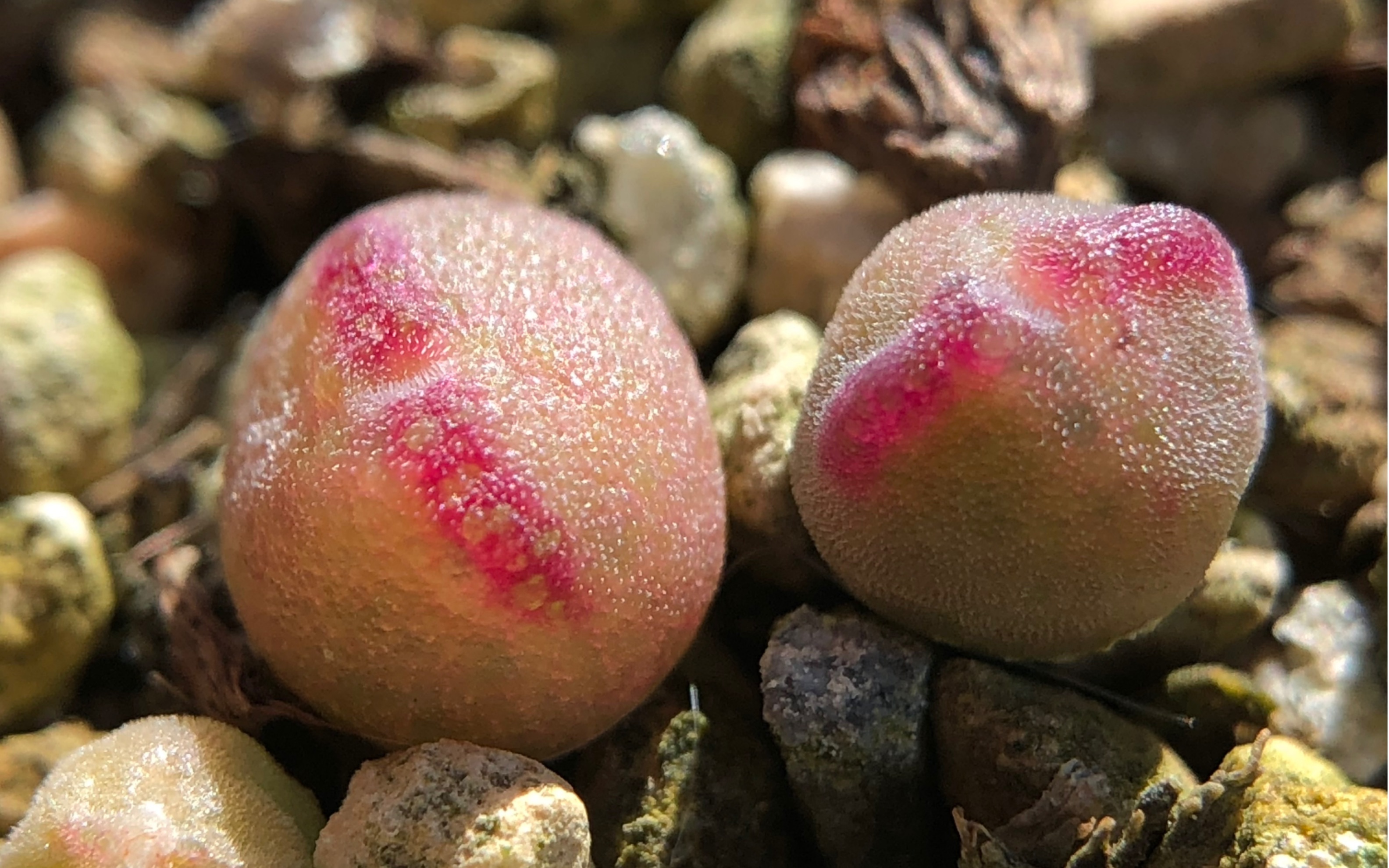 多肉植物记录 肉锥花 丹尼尔猪蹄(小苗篇)