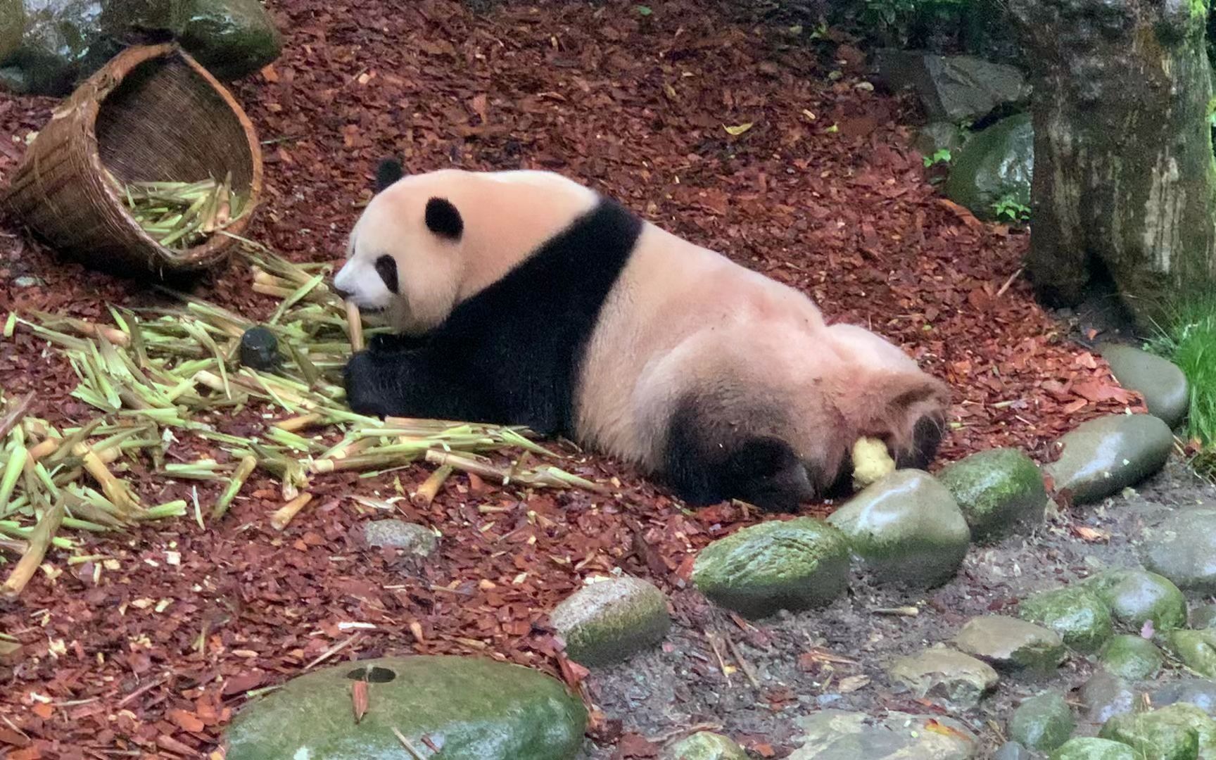大熊猫梅兰此条视频不建议用餐时观看除非你和肉肉有相同的癖好边拉边