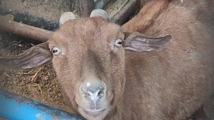 灰色的羊,好特别的眼睛