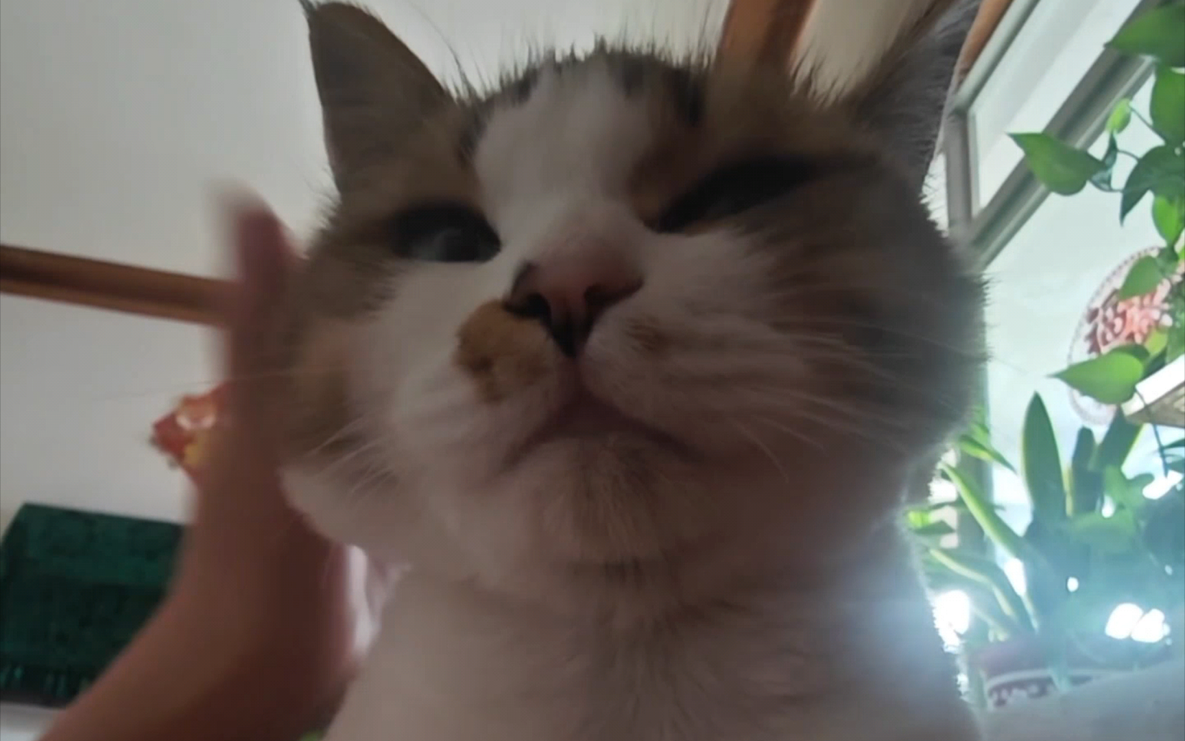 第一视角沉浸撸猫