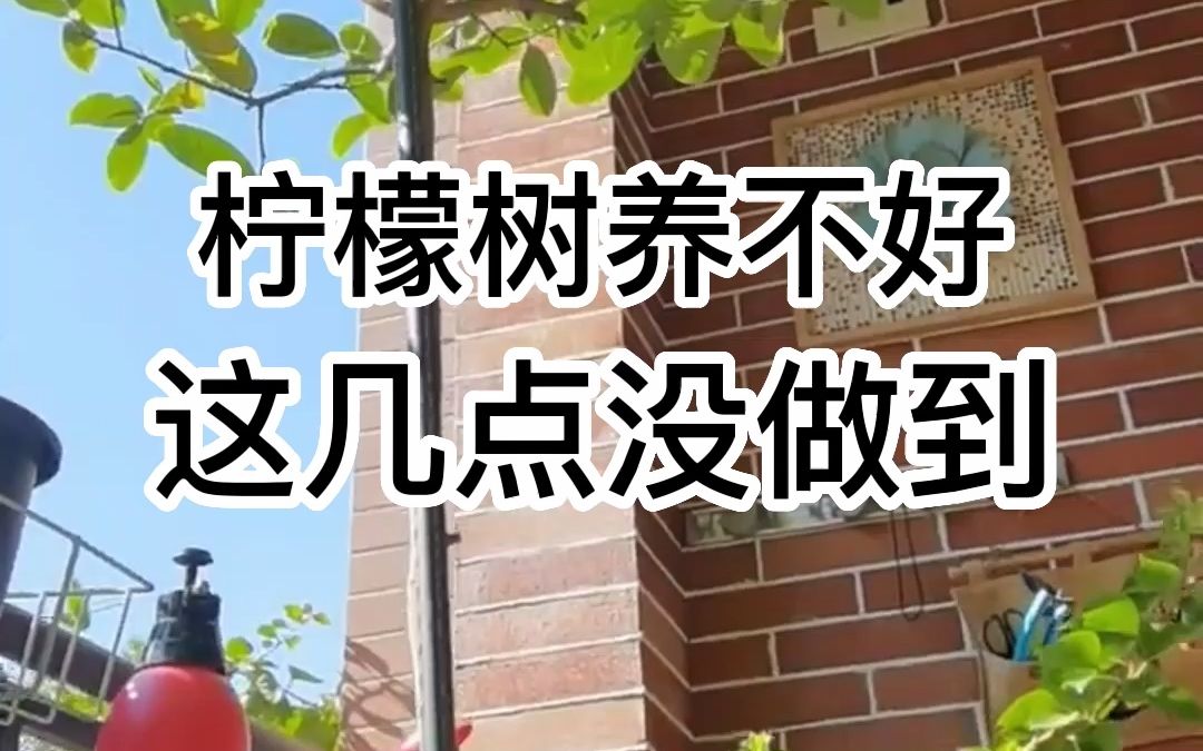 盆栽柠檬树的养殖方法和注意事项哔哩哔哩bilibili