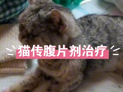 猫传腹可以用片剂直接治疗吗?哔哩哔哩bilibili