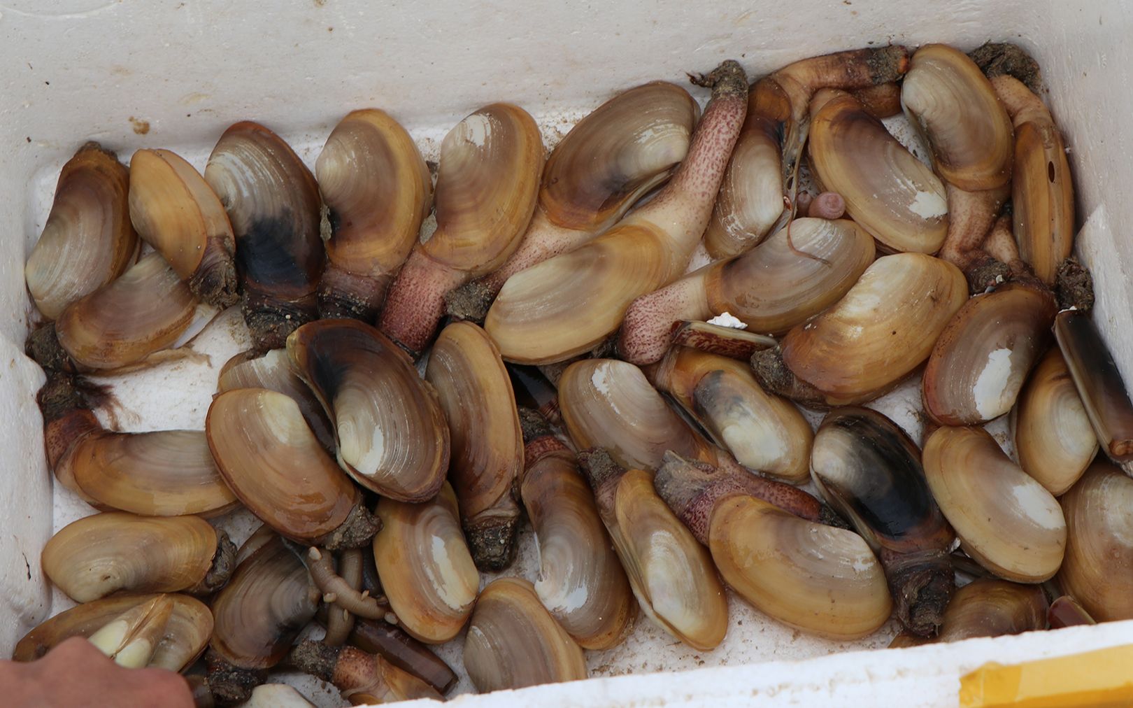 陈仔去赶海挖了几十个象拔蚌这个你们知道是怎么挖的吗