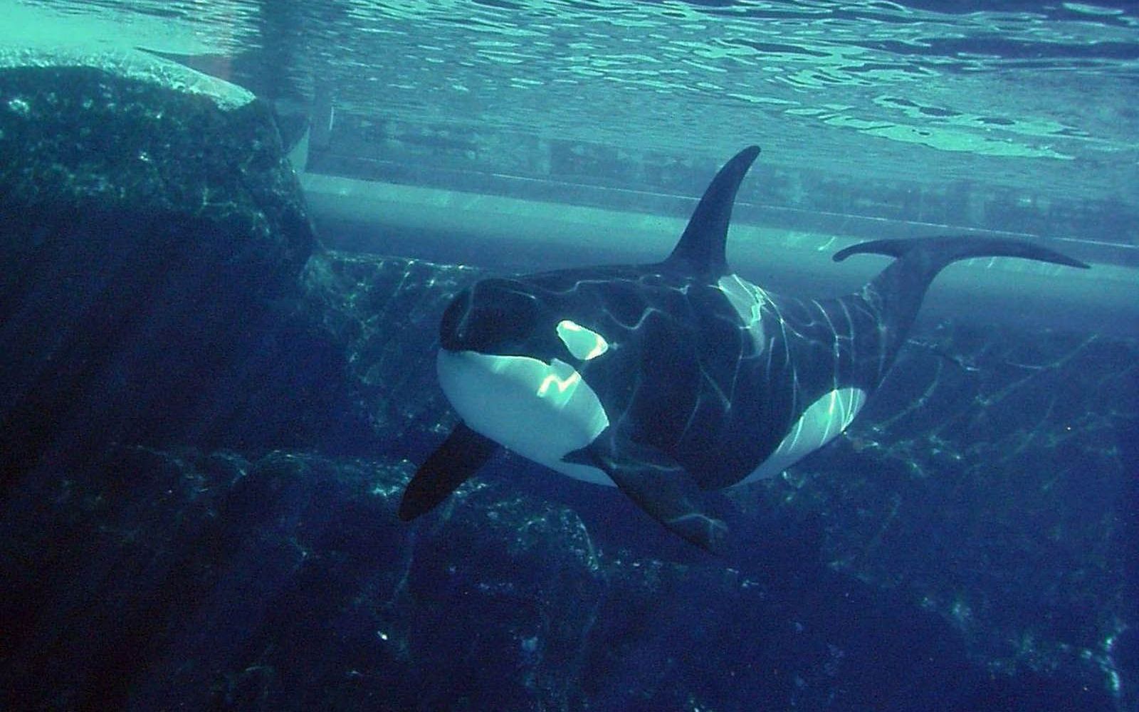 你永远不知道自由自在的虎鲸到底有多快乐