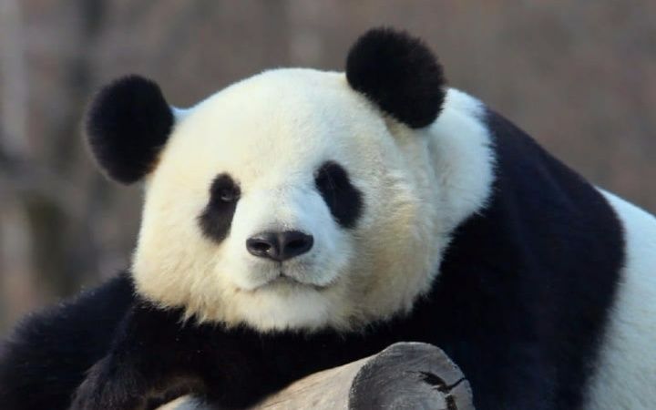 【思嘉】圆润的三头身美思嘉