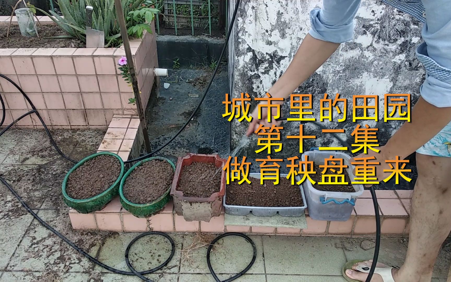 重新育出了新芽,自制育苗盘在室内育好补种-城市里的田园第13天