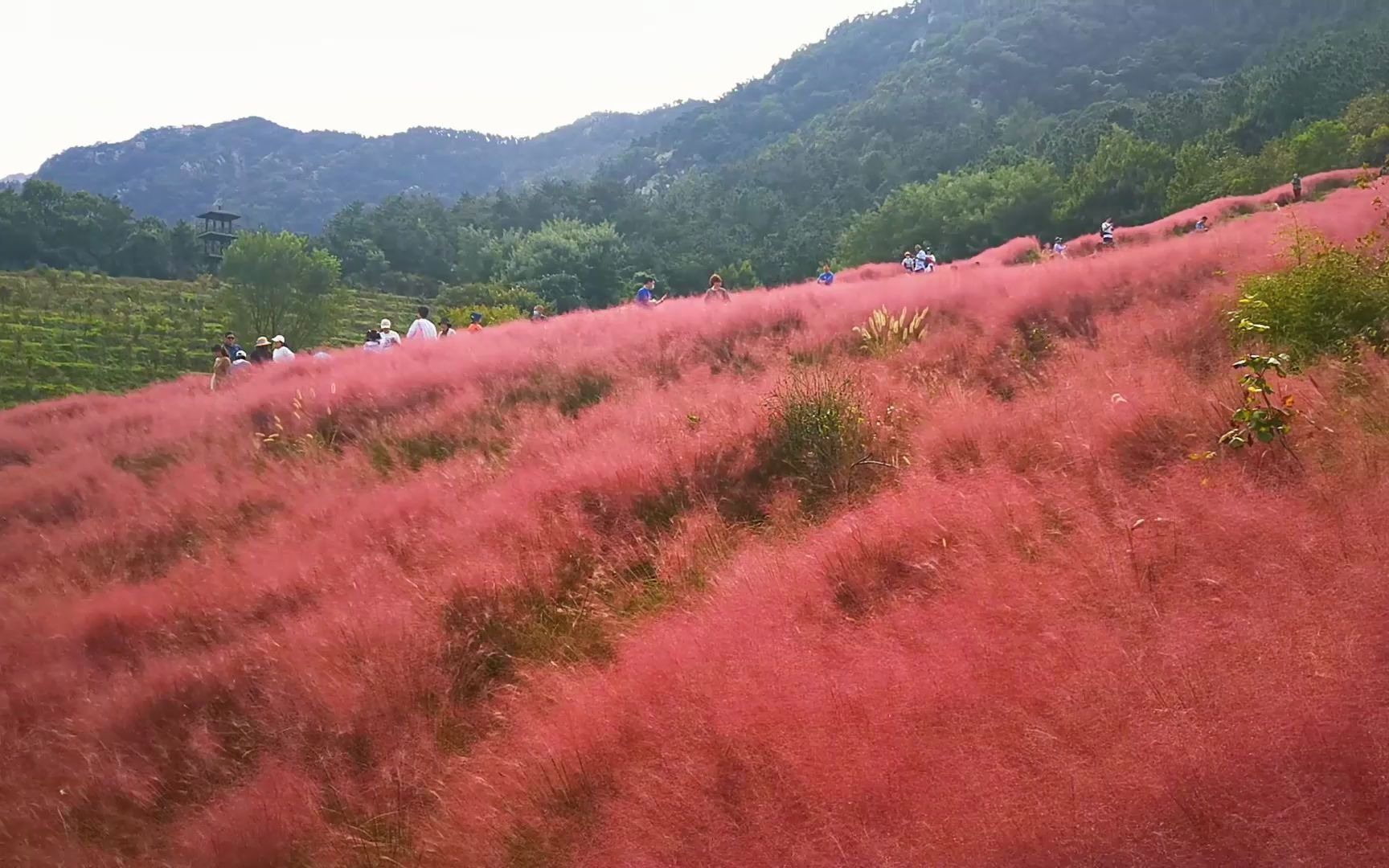 大家千万不要来烟台昆嵛山,都是被网上骗来的...哔哩哔哩bilibili