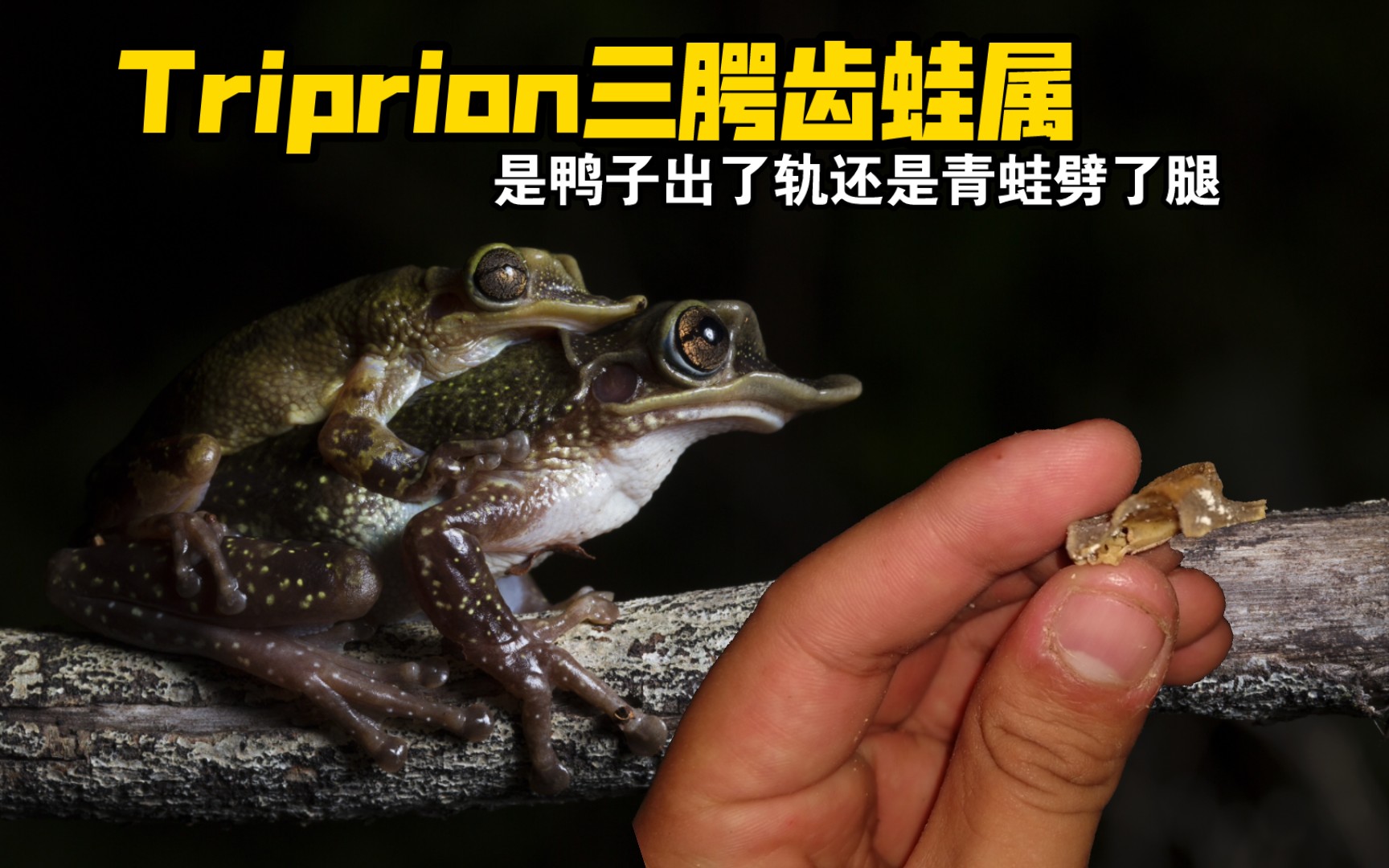 【三腭齿蛙属Triprion】当青蛙的头骨朝奇怪的方向进化会发生什么?哔哩哔哩bilibili