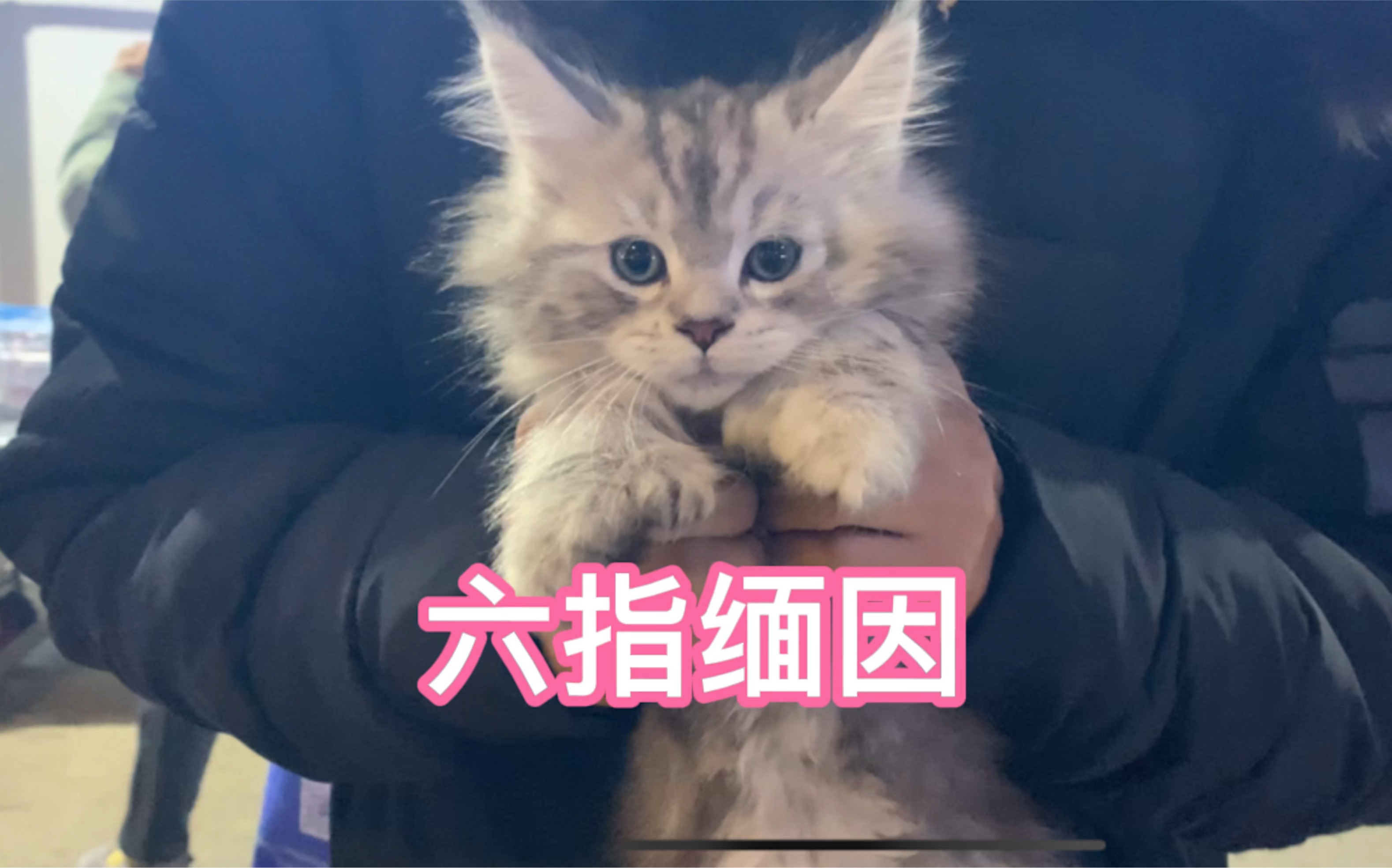 宠物市场的六指缅因六千,还有一百一只的阴阳脸,在你们当地啥价