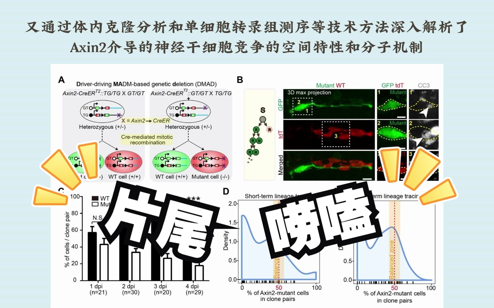 中科院遗传发育所吴青峰研究组揭秘神经干细胞的内卷式竞争哔哩哔哩bilibili