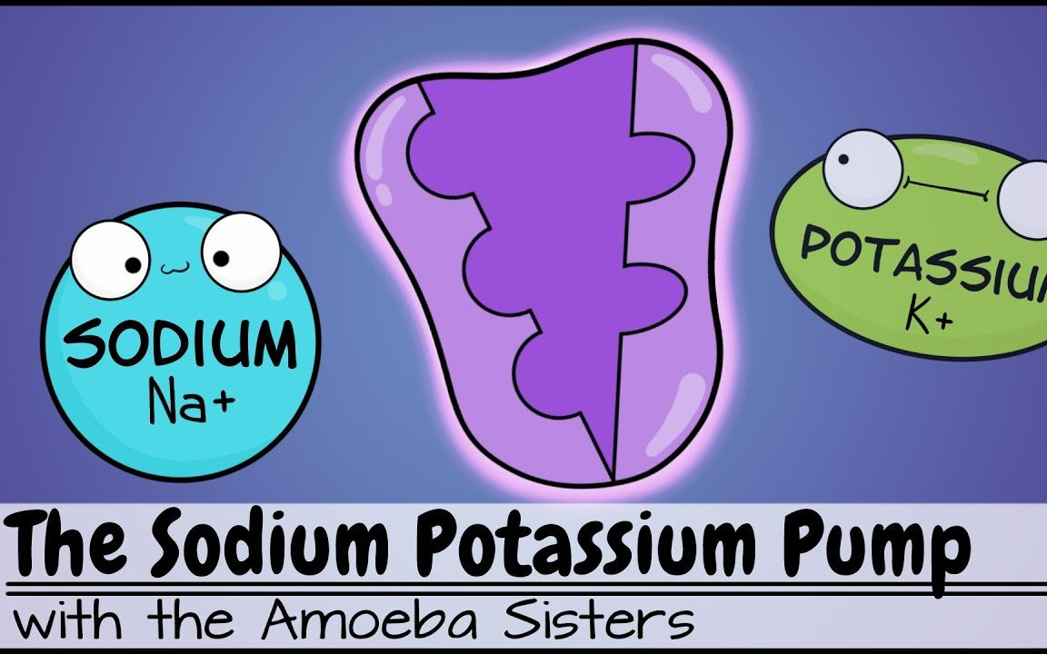 【amoeba sisters科普】钠钾泵(中英文字幕)