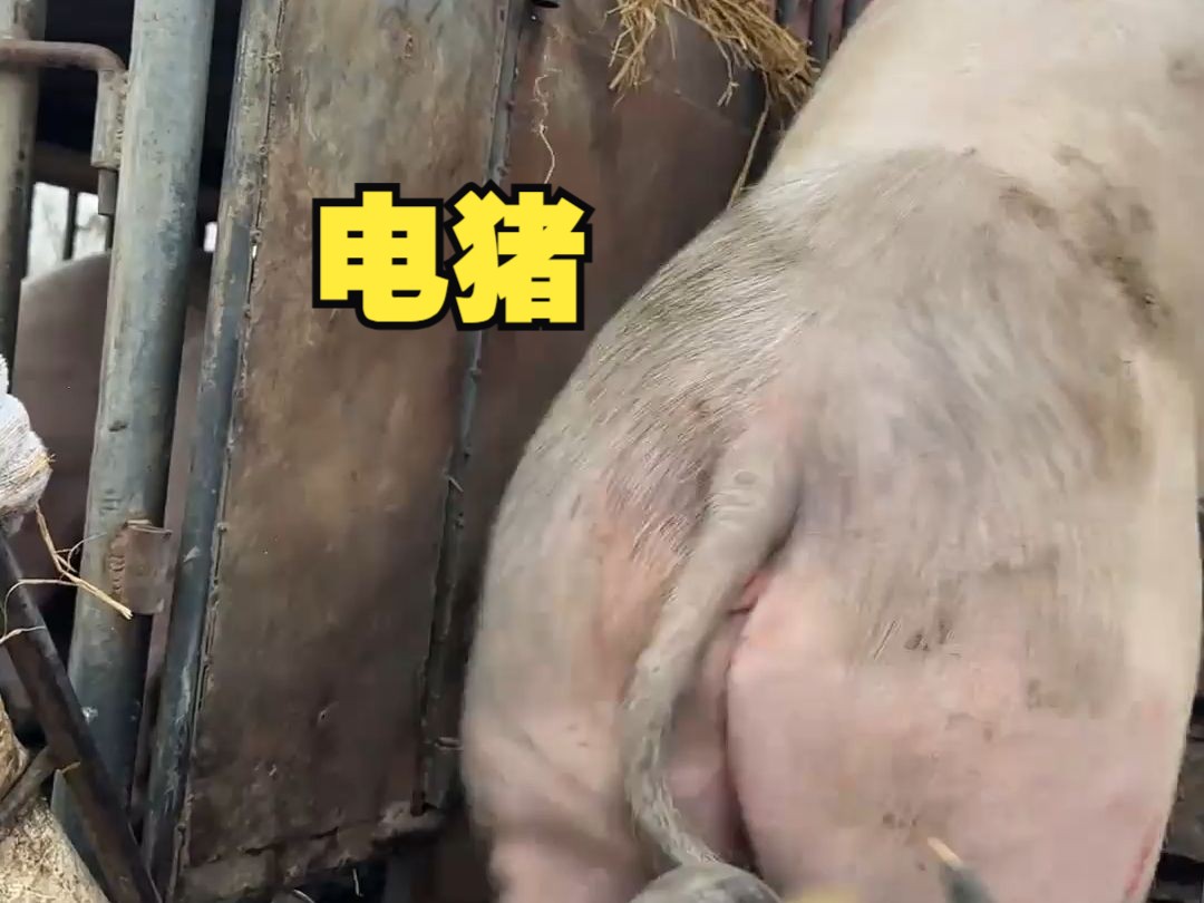 猪猪: 你宁愿在这里看电猪也不愿意去复习功课