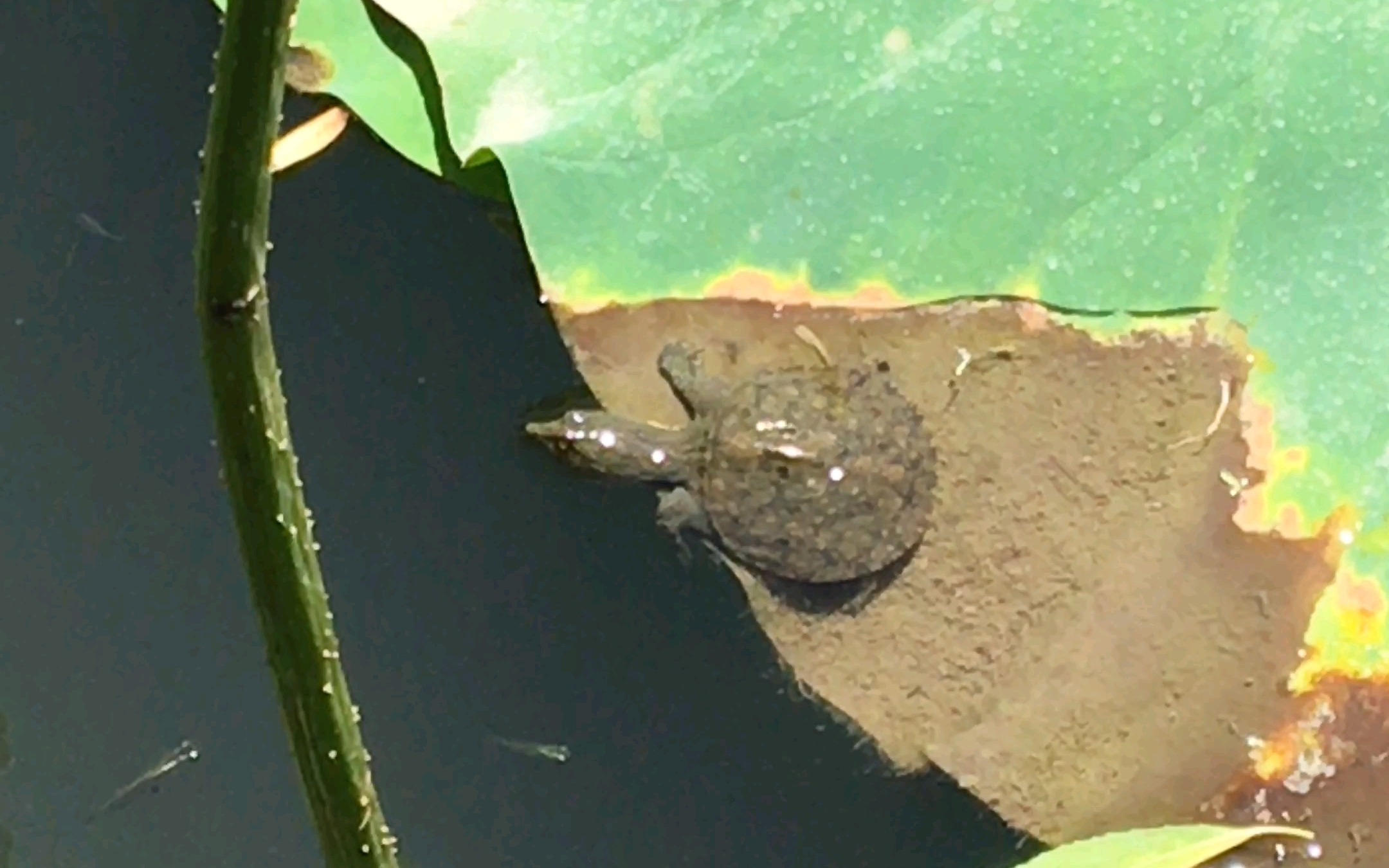 小乌龟觅食小鱼儿