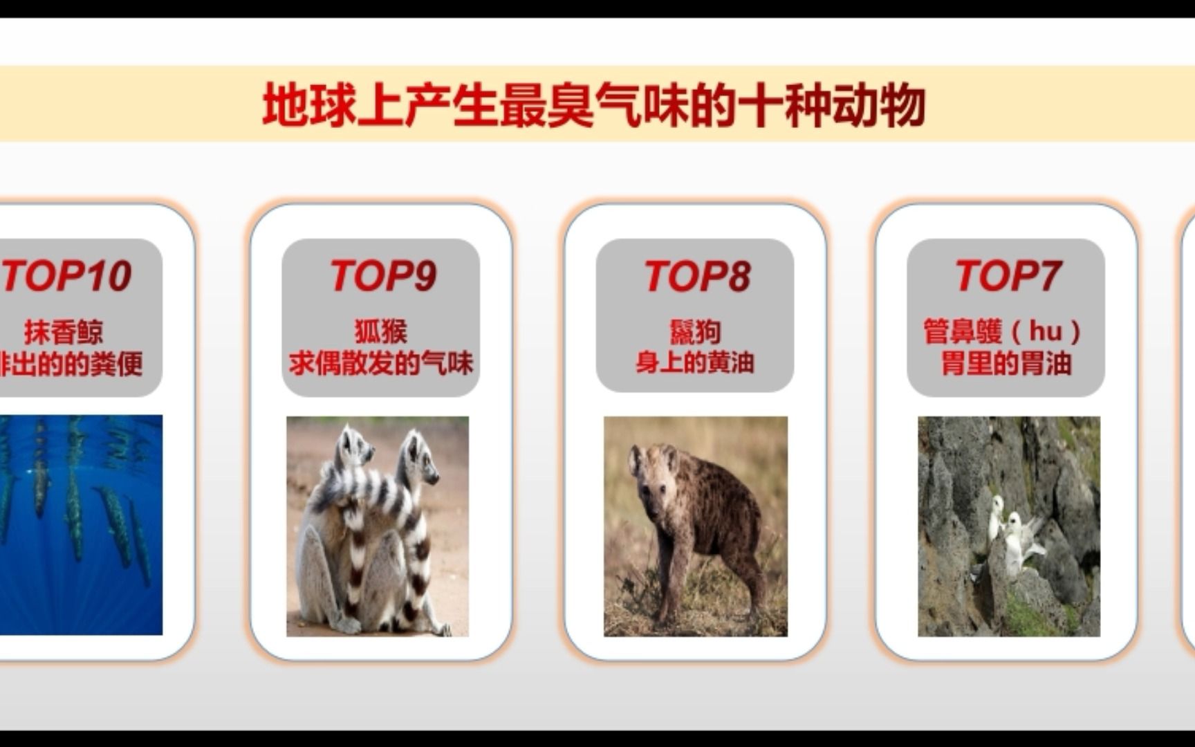 [图]产生最臭气味的动物排行TOP10，第一名实至名归！