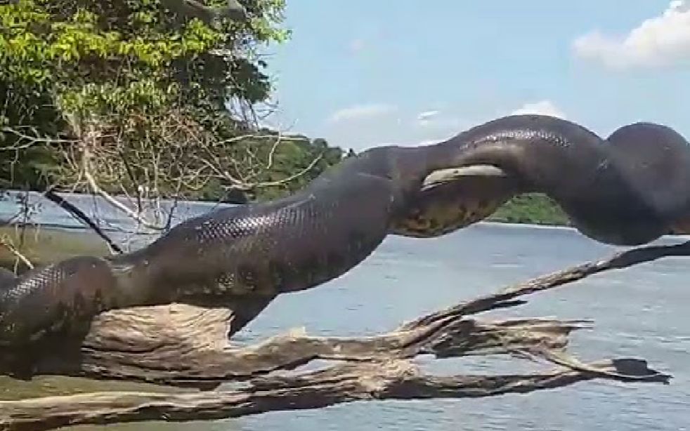 巨型水蟒在晒太阳