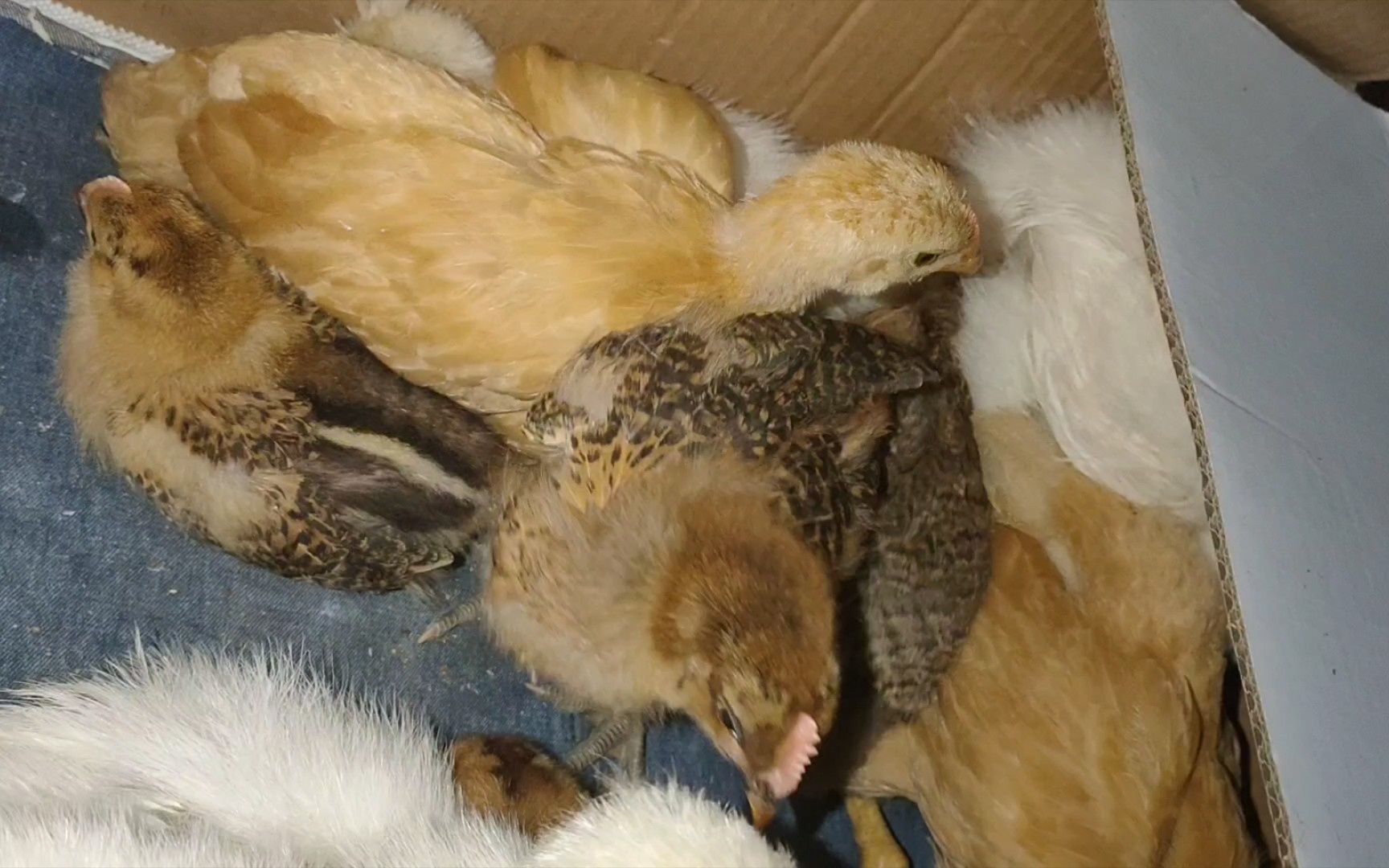 九只小鸡第一次合寝