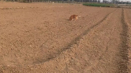 什么是小金毛,你进来看看,叫巡回犬是有一定的道理的哔哩哔哩bilibili