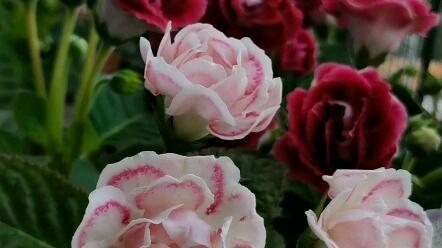 大岩桐球根的保管方法 哔哩哔哩