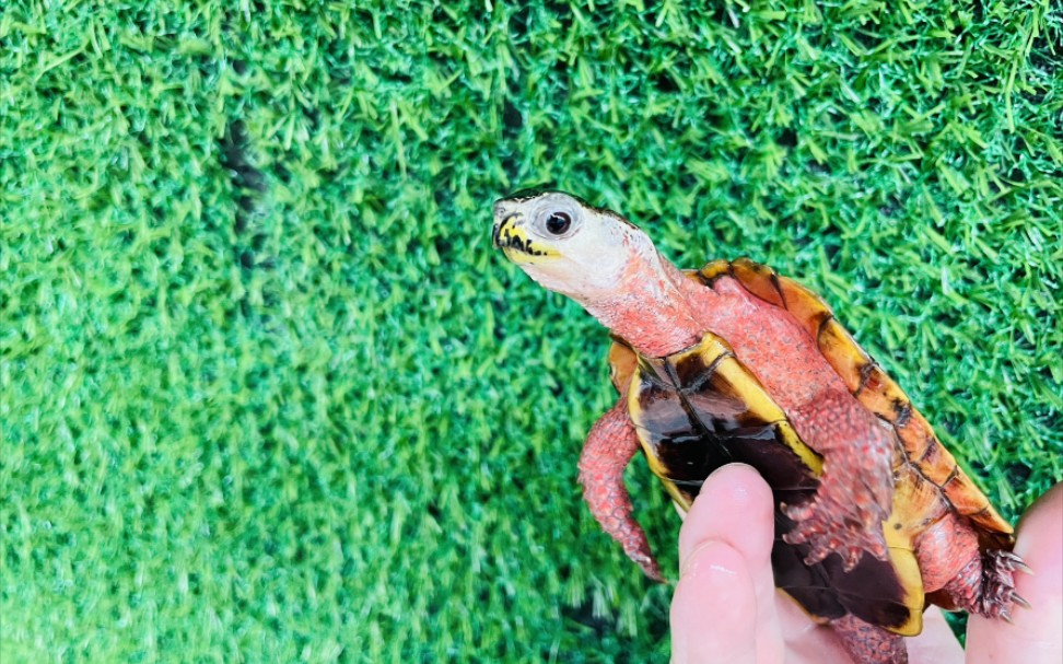 [图]母海枫与普通品种区分主要看头纹、脸、眼。损耗都是一样！有遗漏请龟友们补充