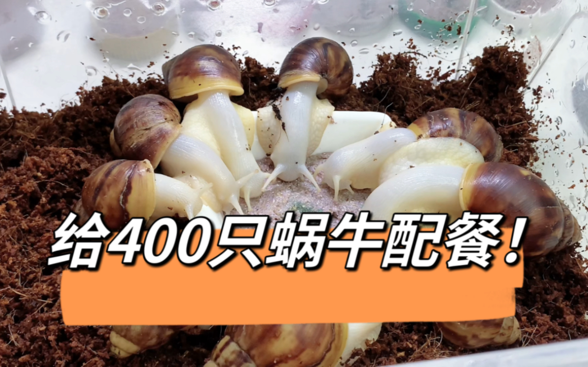 给400只小蜗牛配餐,是种什么体验?哔哩哔哩bilibili