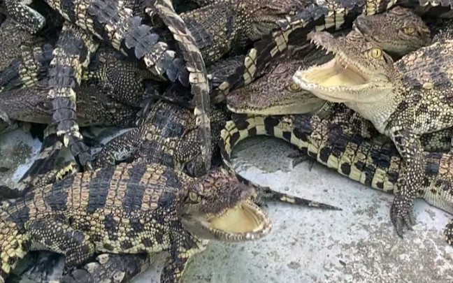 人工养殖的鳄鱼可以当宠物养,有喜欢的吗?包邮送啦!