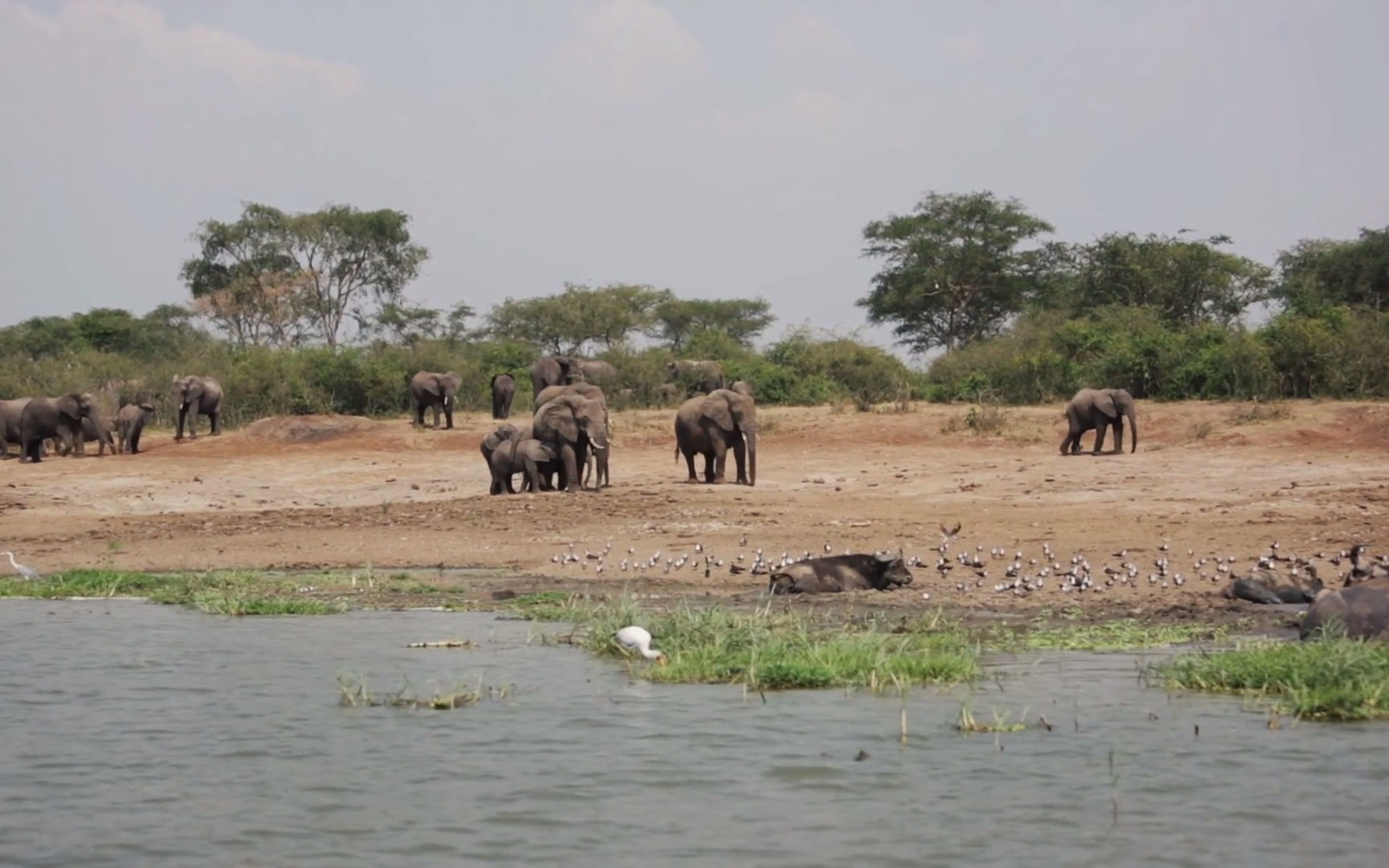 [图]Elephants Of Mount Kilimanjaro 乞力马扎罗山的大象