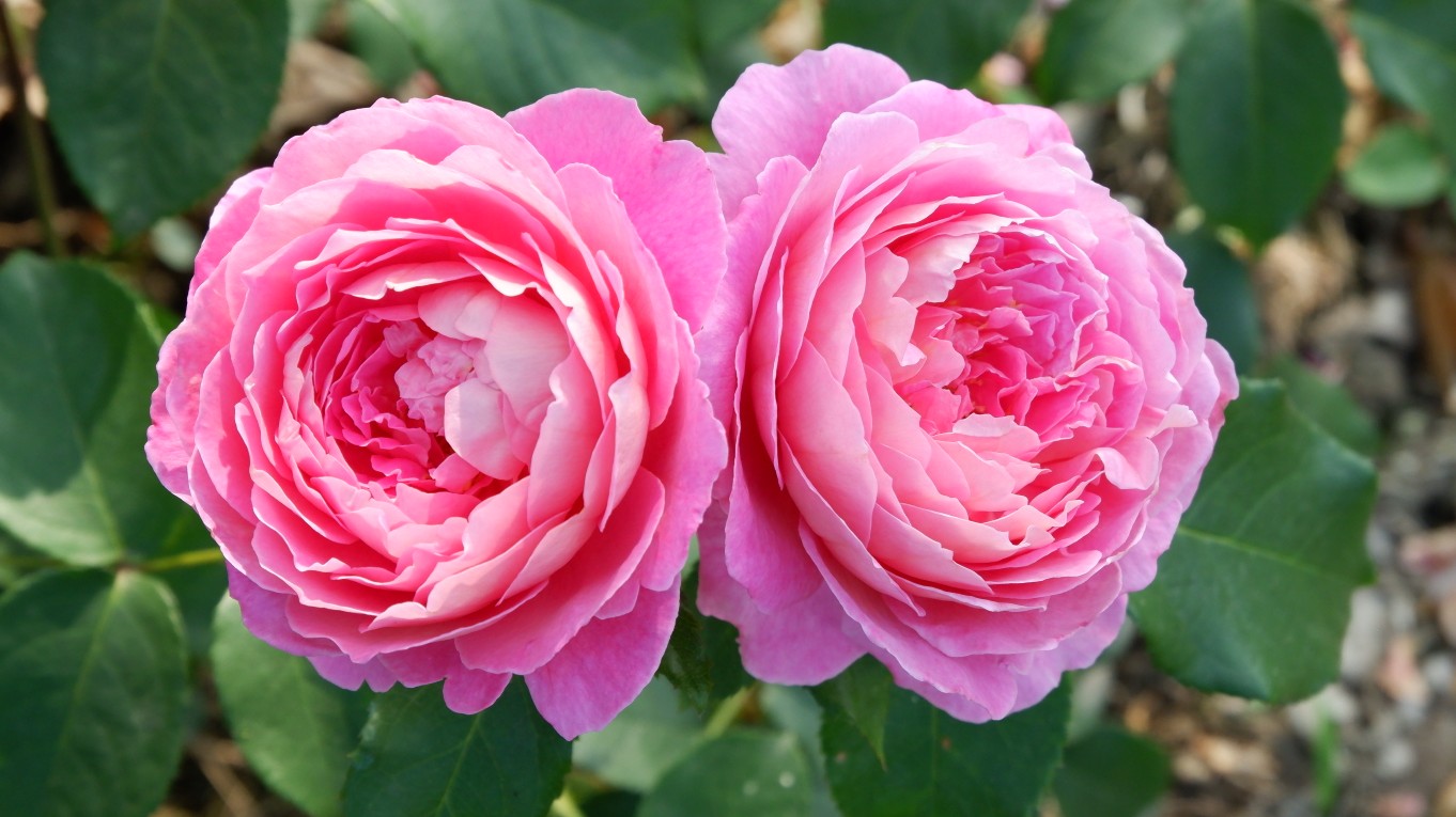 植物月季花宫娜