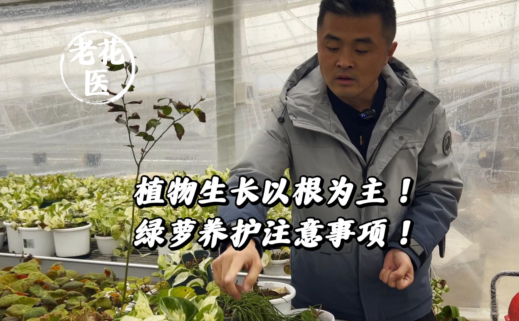 植物生长以根为主!绿萝养护注意事项!哔哩哔哩bilibili