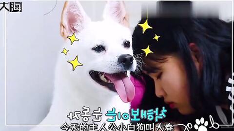 一个天使犬被养成了恶魔犬 教你怎么正确的训练狗狗 改正狗恶习 哔哩哔哩