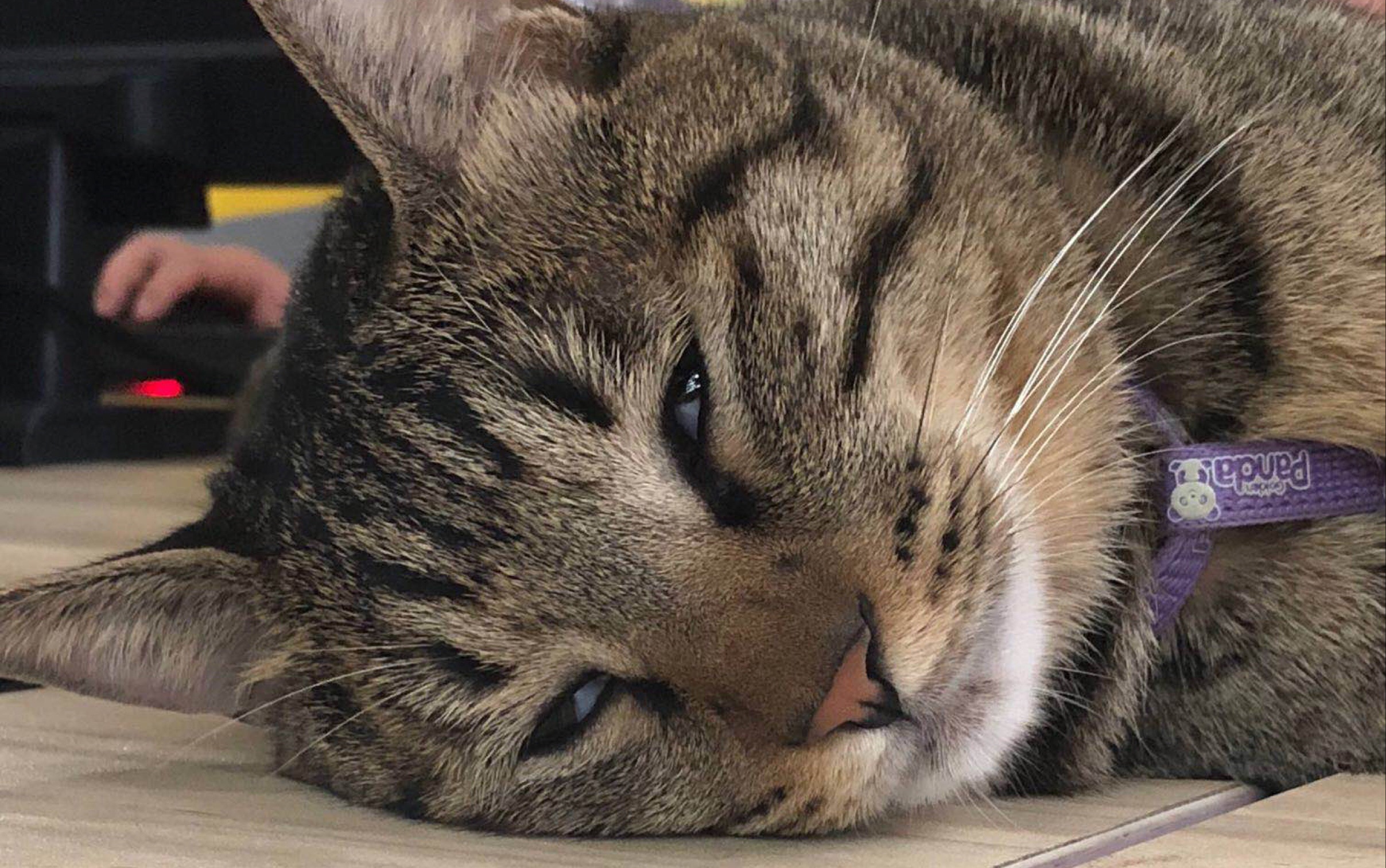 哔哩哔哩 (゜-゜)つロ 干杯~-bilibili