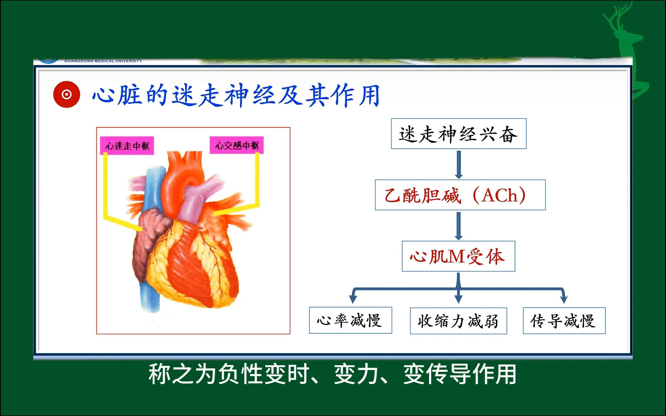 心脏的迷走神经及其作用#人体生理学#医学科普#每天学习一点点
