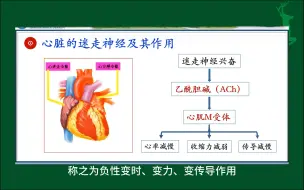 Download Video: #心脏的迷走神经及其作用#人体生理学#医学科普#每天学习一点点