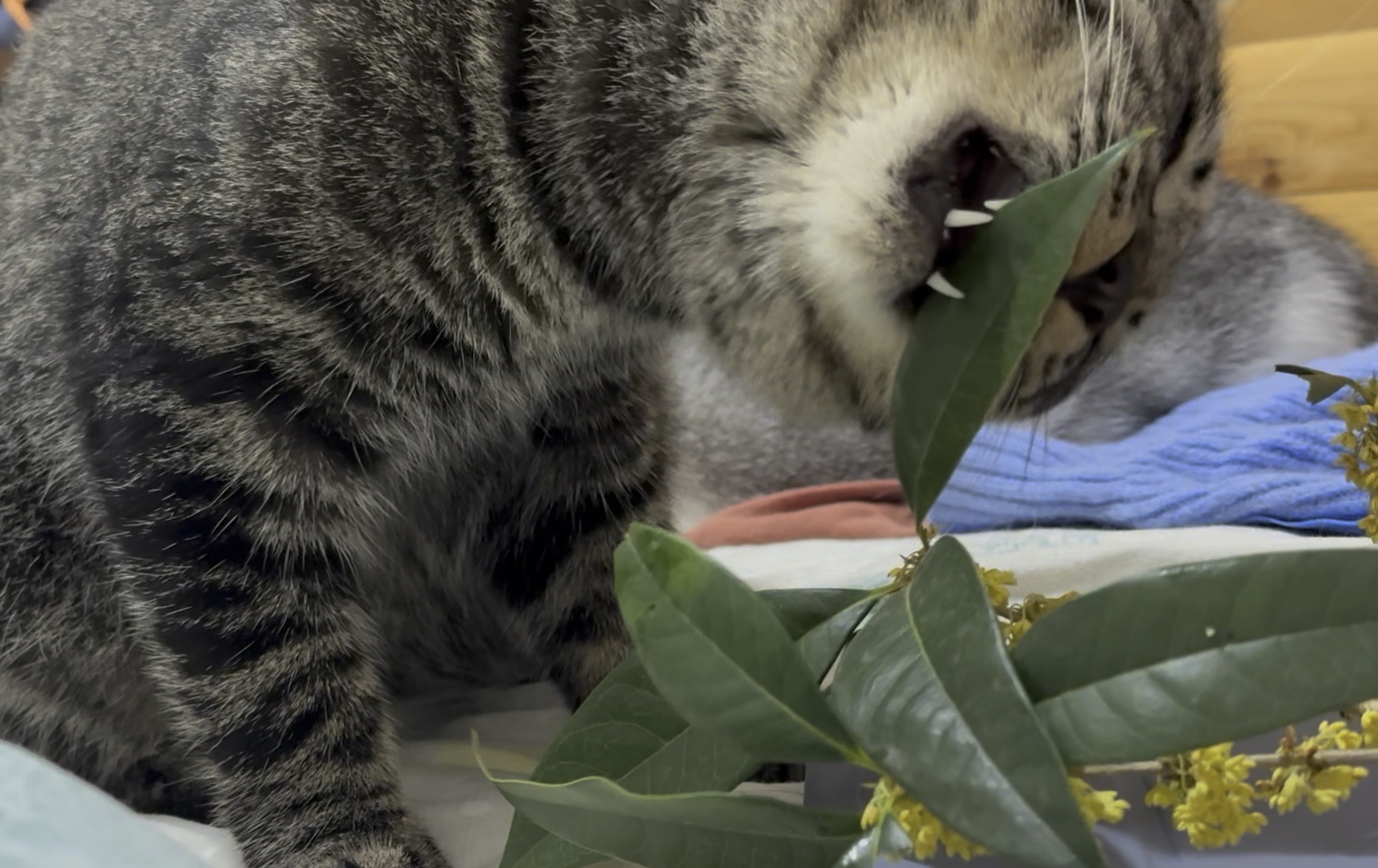 故乡的桂花都开了,好香啊!摘点给小猫尝尝鲜哔哩哔哩bilibili