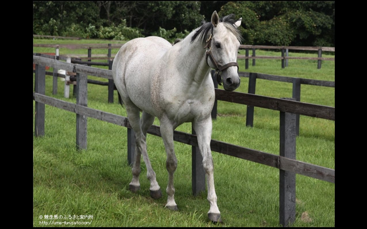 【赛马】星云天空生涯早期赛事合集【高清2160p】_哔哩哔哩_bilibili
