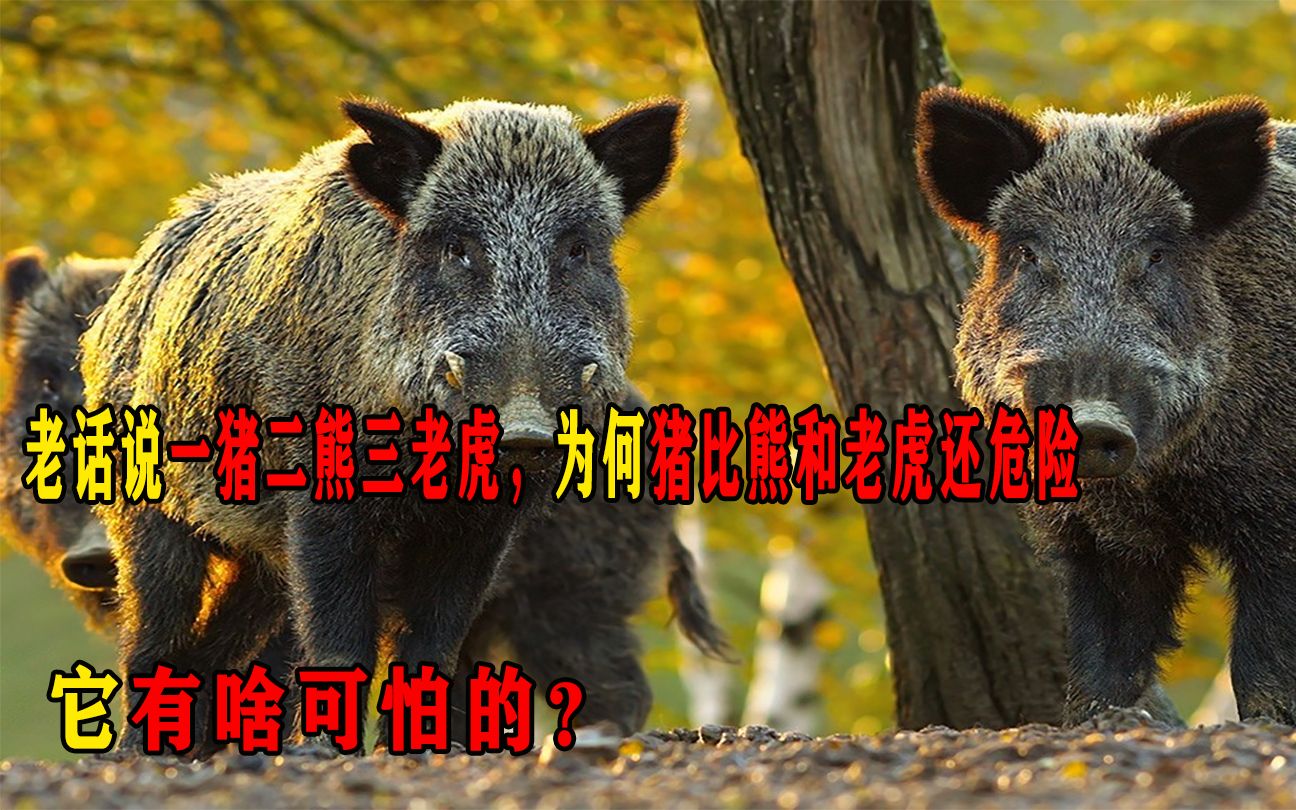 老话说一猪二熊三老虎,为何猪比熊和老虎还危险,它有啥可怕的?