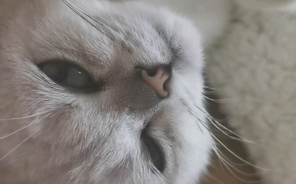 谁能顶得住一只翻着肚皮冲你wink的小猫咪呢