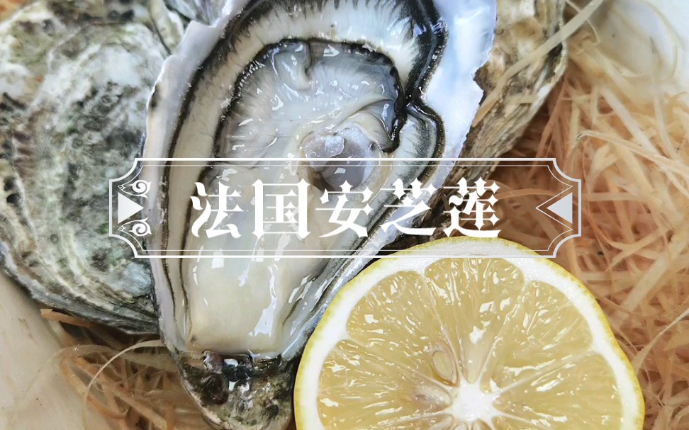 法国安芝莲生蚝体会那股空虚的感觉消失了我又愉快了起来