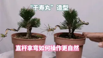 矮霸黑松盆景翻盆养护管理 师傅详细分解操作过程 小巧古朴精致 哔哩哔哩 Bilibili