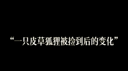 [图]这个视频剪辑到现在，真是一边剪，一边掉眼泪，波妞是幸运的，而那些和她一样的小狐狸呢？