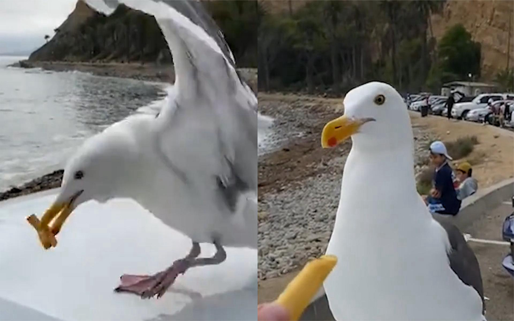 游客给海鸥喂根薯条,不料它尝到甜头竟直接自助续餐:得寸进尺!