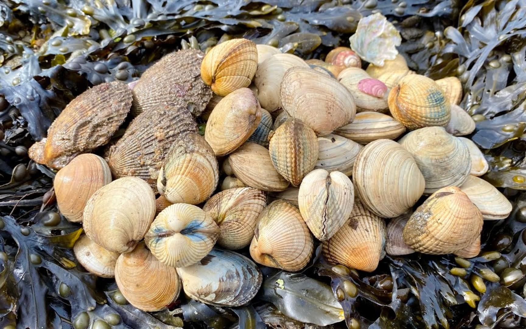退潮后赶海捡欧洲鸟尾蛤,这海边的蛤蜊太好捡了,它们都不会卧沙_哔哩