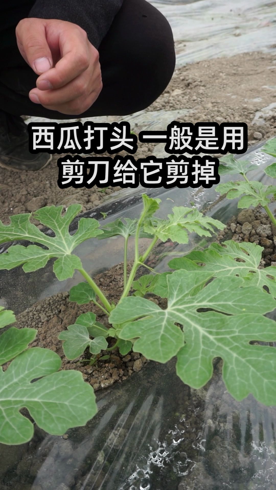 活动作品大棚西瓜种植技术之打头升级版