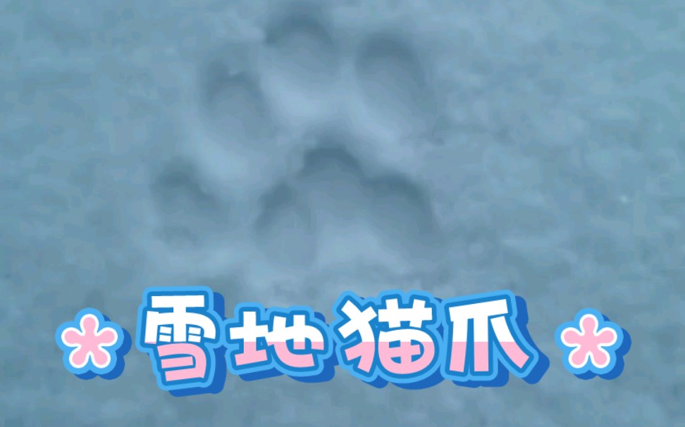 教人类在雪地上摁猫爪!哔哩哔哩bilibili