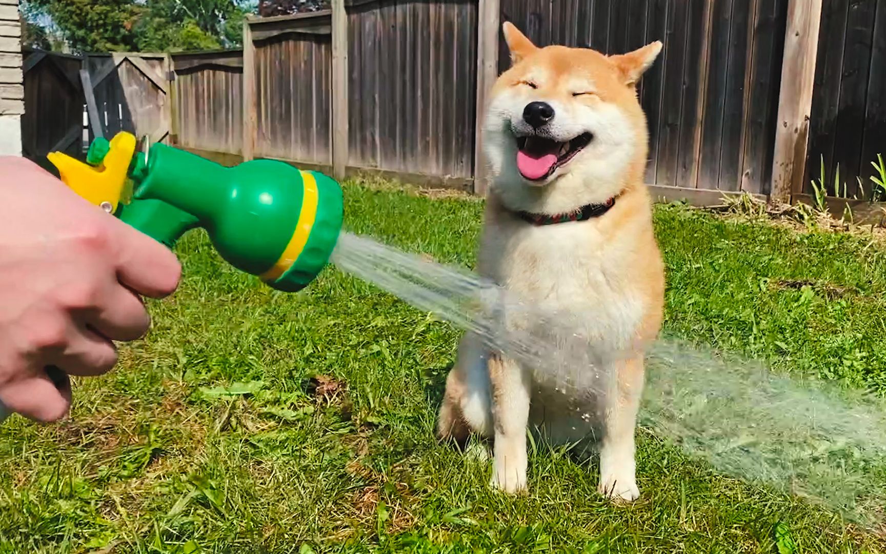 说好的玩水枪怎么就开始洗澡了两只柴犬目瞪狗呆