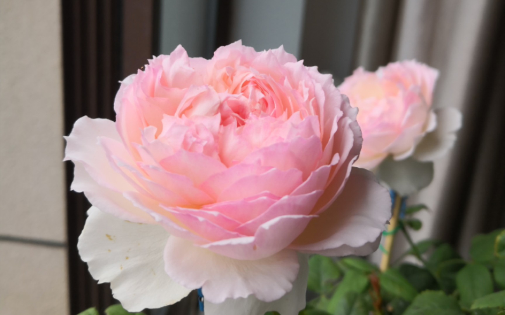 (办公室养花系列)月季佩珠/佩尔朱克:一款自带粉色柔光,仙气飘飘的