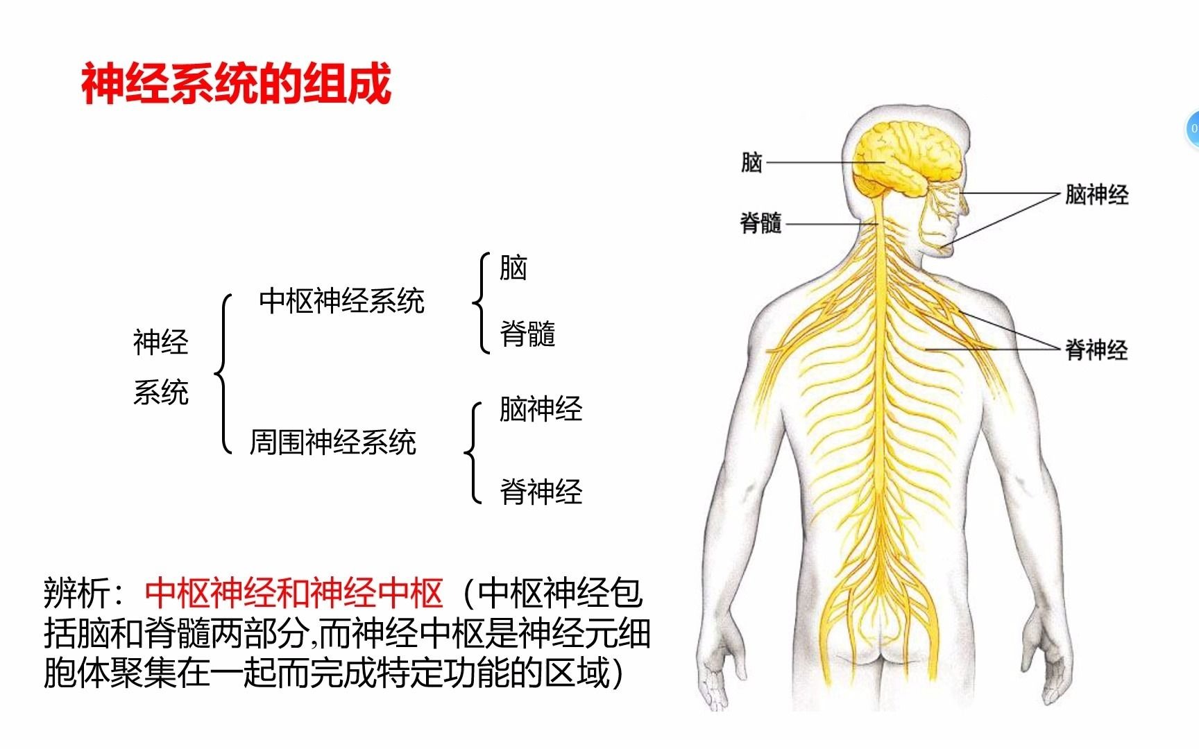 高中生物人教版必修三——通過神經系統的調節(下)