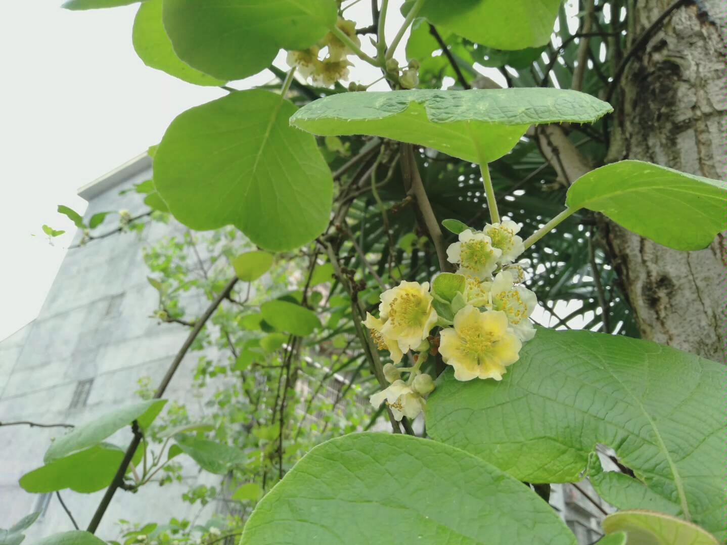 野生的猕猴桃树开花了你见过吗