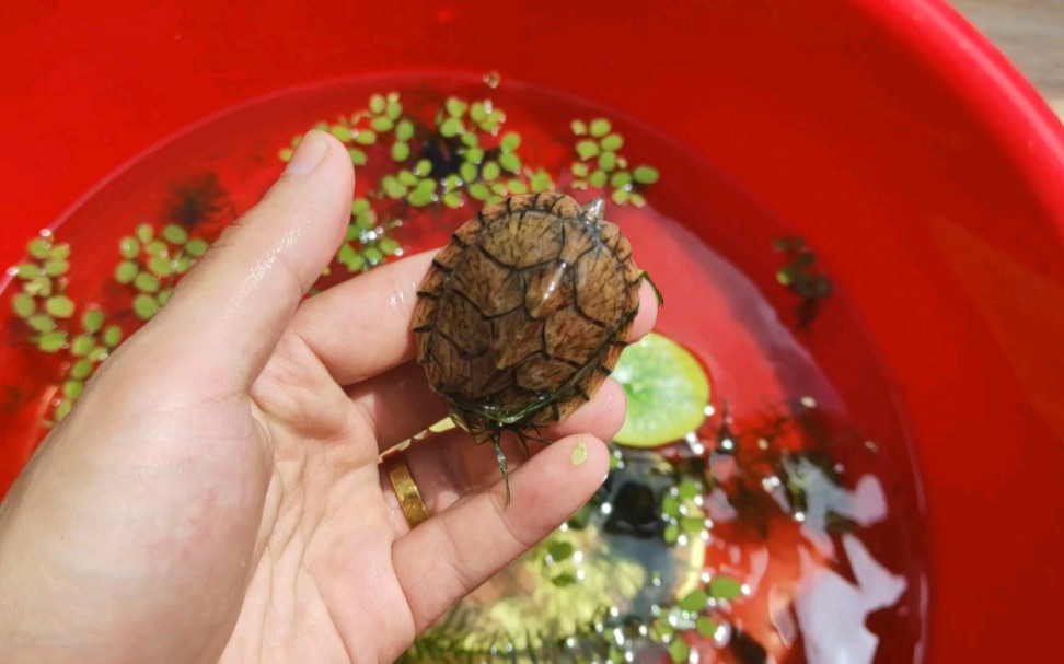 活动  剃刀麝香头盔养一个月变化