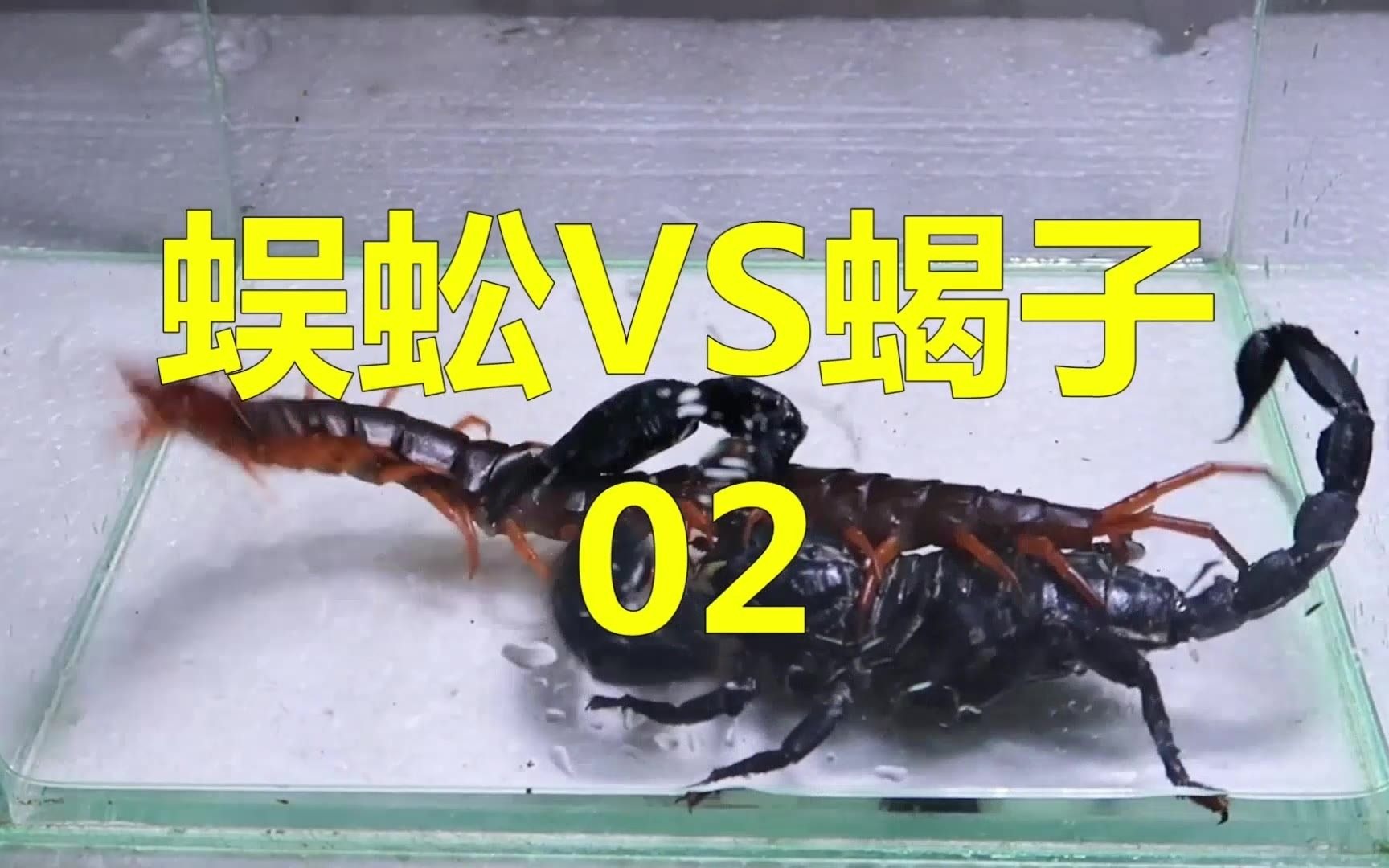黄肥尾蝎vs蜈蚣图片