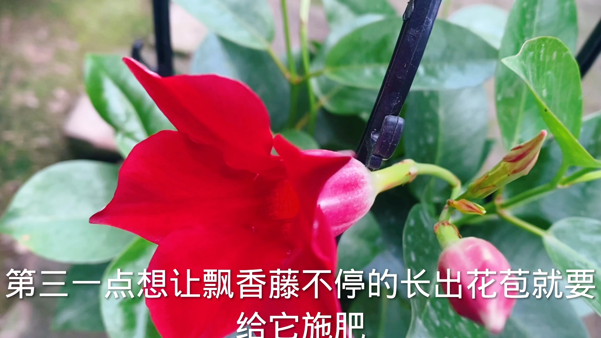 [图]开花机器飘香藤这样养护，花开不断，生长旺盛！